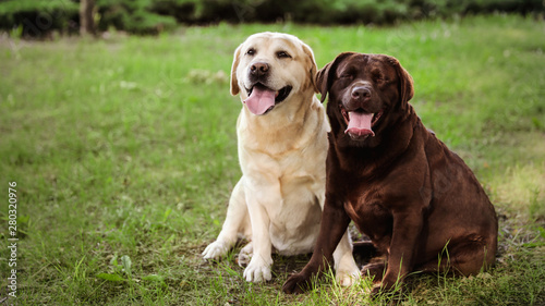 Cute Labrador Retriever dogs on green grass in summer park. Space for text
