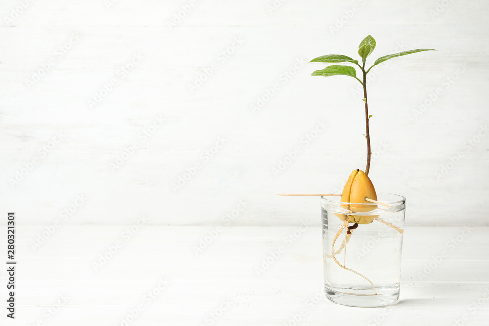 Glass with sprouted avocado on white table. Space for text