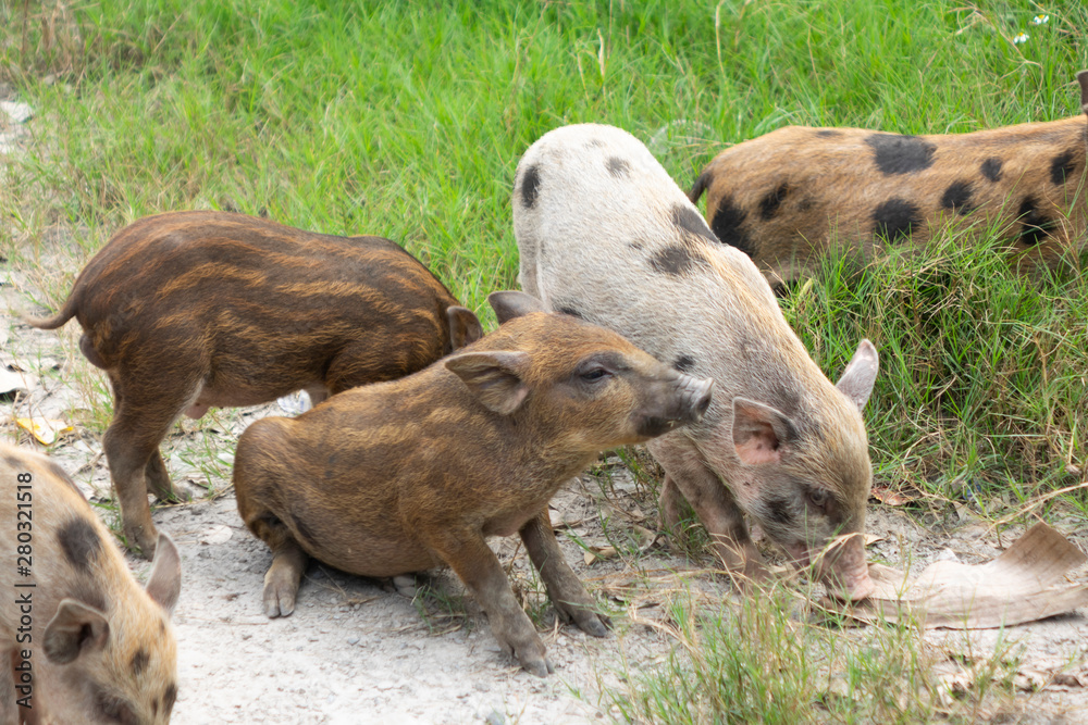 farm little boar family on ground farm little boar family on ground