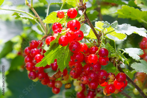 Red currant in the summer sunny garden
