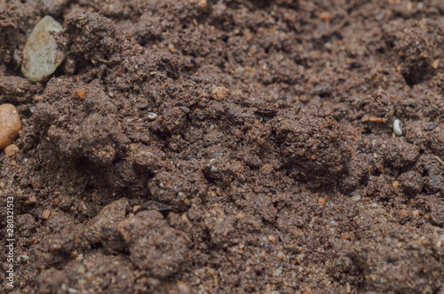 earth, soil for seedlings. Background and texture