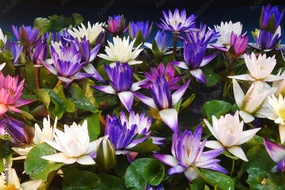 colorful Lotus flower in pond. colorful Lotus flower in pond.
