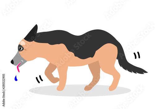 old dog walking