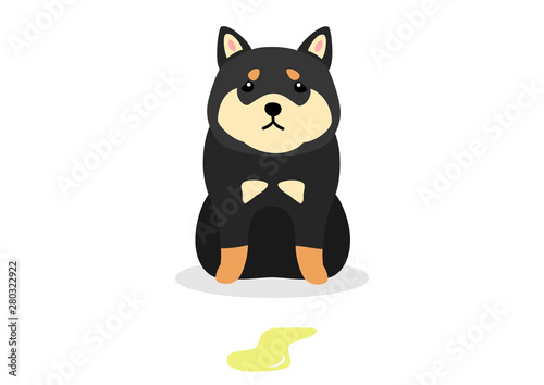 dog had accident