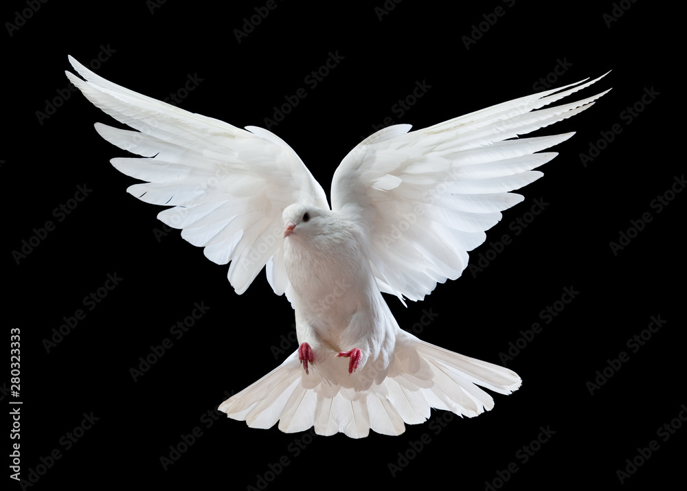 Foto de Flying white doves on a black background do Stock Adobe Stock