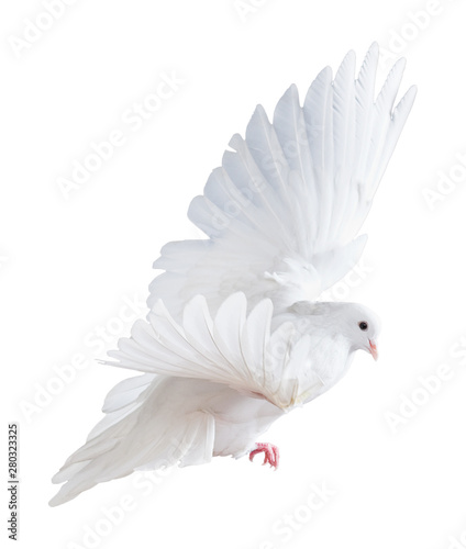 free flying white dove isolated on a white background