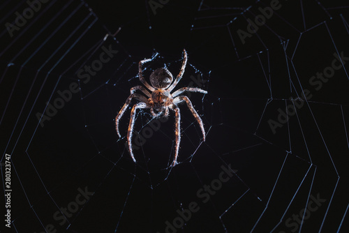 the spider hunts at night on the web, the predator weaves a network for hunting, atmospheric background for Halloween, a macro photograph of a arthropod creature