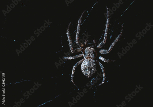 Fotografie, Obraz the spider hunts at night on the web, the predator weaves a network for hunting,