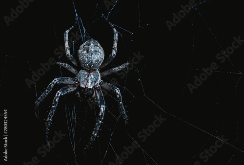 Tableau sur toile the spider hunts at night on the web, the predator weaves a network for hunting,