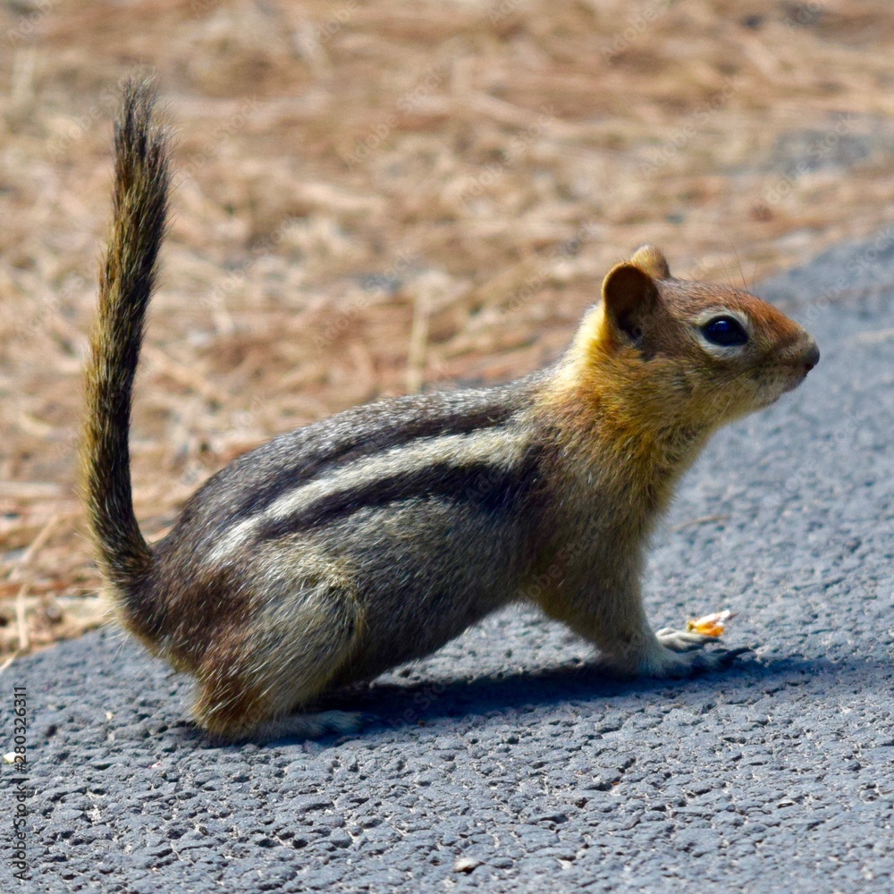 Fototapeta premium Golden Mantled Ground Squirrel