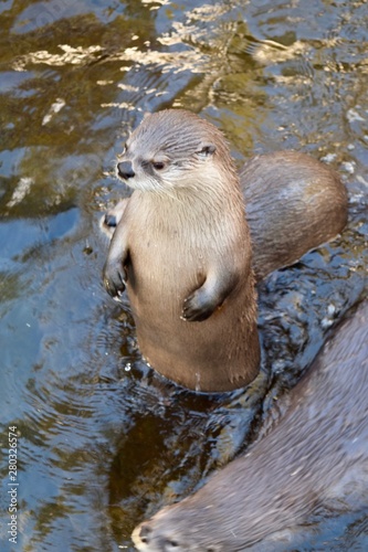 North American River Otter standing 1