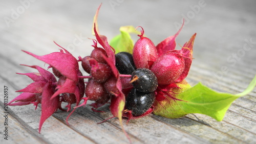 Himalayan honeysuckle  purple-black berries with green leaves isolated on wood background close up. Other names Leycesteria formosa, Flowering nutmeg, Himalaya nutmeg or Pheasant berry. 