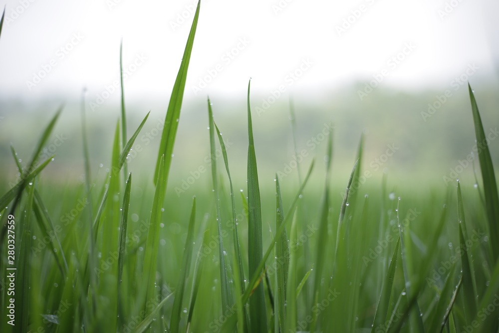 Lush green rice fields are dewy in the rice fields with a background of abstract bokeh spring. The top negative space can be used for words, bodycopy or writing