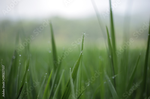 Lush green rice fields are dewy in the rice fields with a background of abstract bokeh spring. The top negative space can be used for words, bodycopy or writing