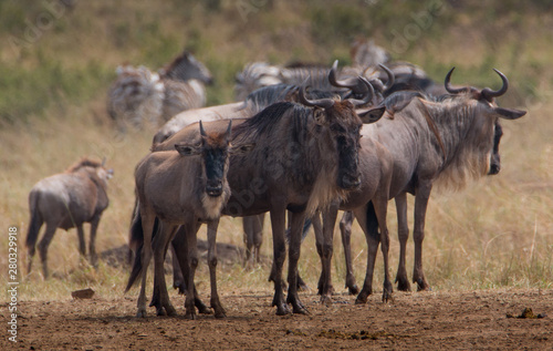 Wildebeests at Great Migration in Masia Mara