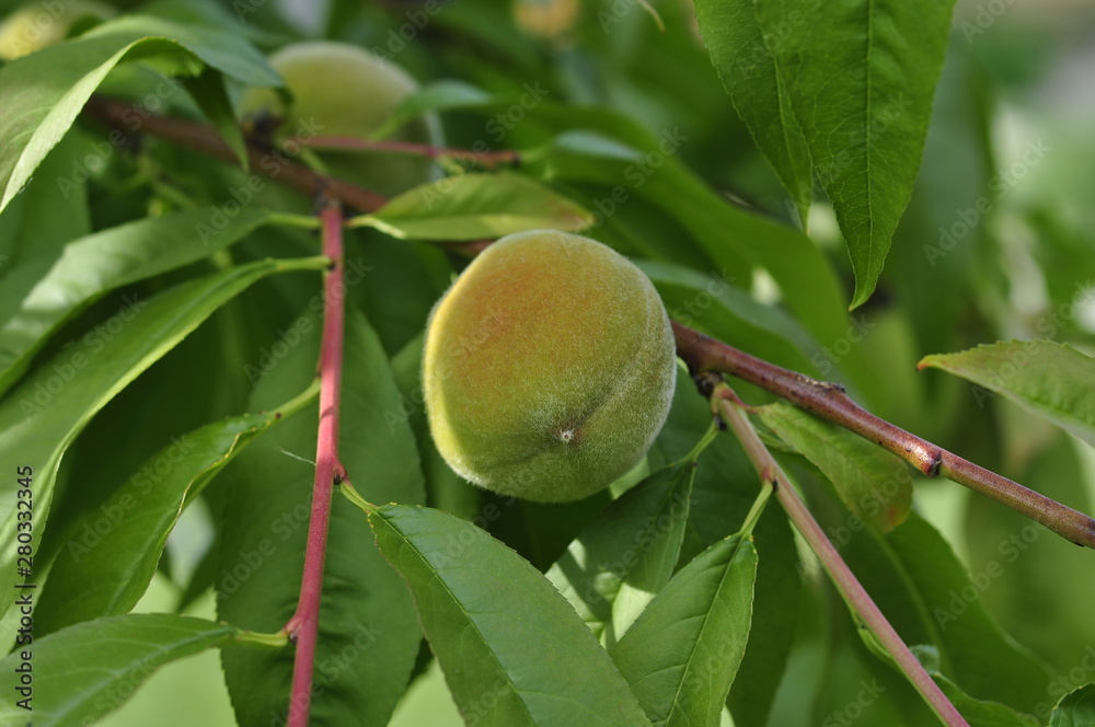 Slightly unripe peaches ripen on a tree in the sun Slightly unripe peaches ripen on a tree in the sun