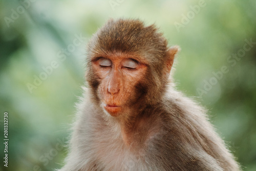 Portrait of a monkey making funny face