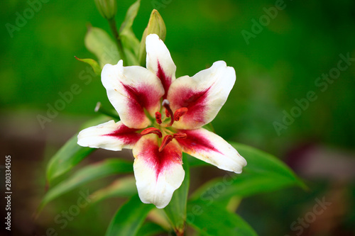 Flowering lily in the garden in the summer. Natural blurred background.