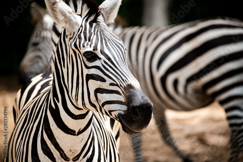 Closeup portrait Zebra facing at camera with another Zebras standing behind 