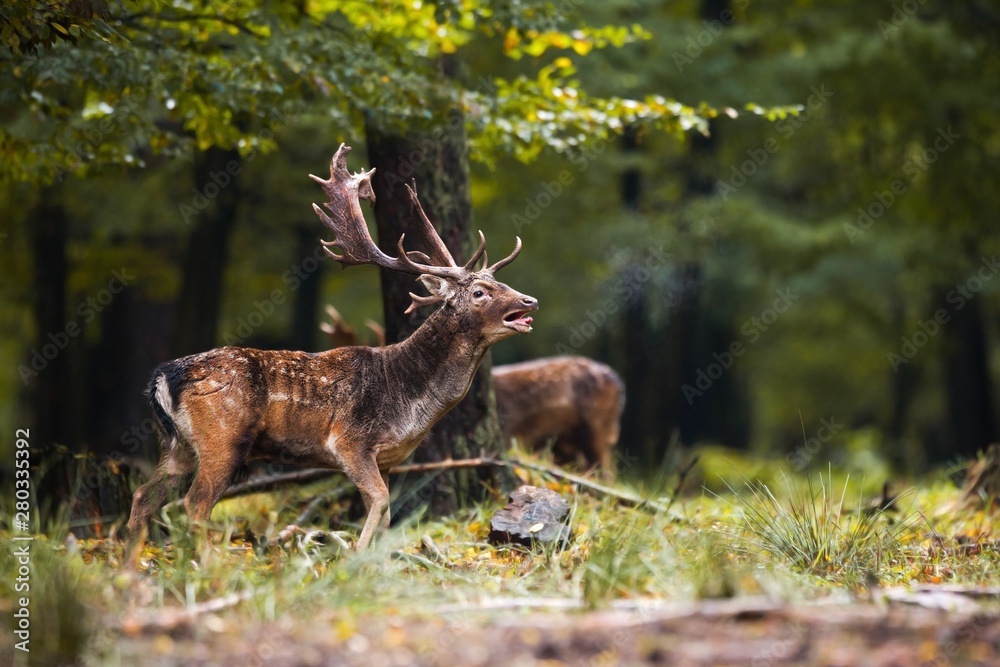 Dominant male mammal fallow deer, dama dama, roaring in the forest with second blurred stag in background. Stag with spots barking at sun light from side view with space for text.