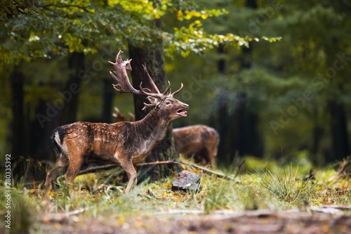 Obraz na płótnie Dominant male mammal fallow deer, dama dama, roaring in the forest with second blurred stag in background. Stag with spots barking at sun light from side view with space for text. w salonie