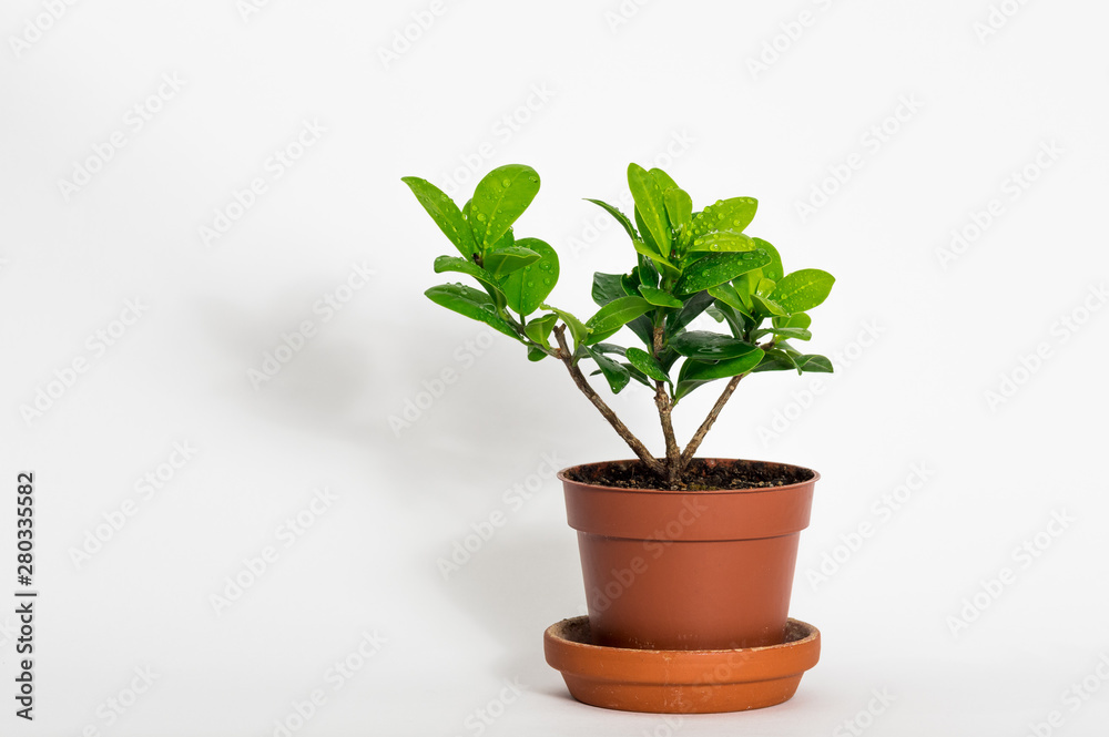 Ficus microcarpa. Home indoor bonsai plant. Ficus microcarpa. Home indoor bonsai plant.