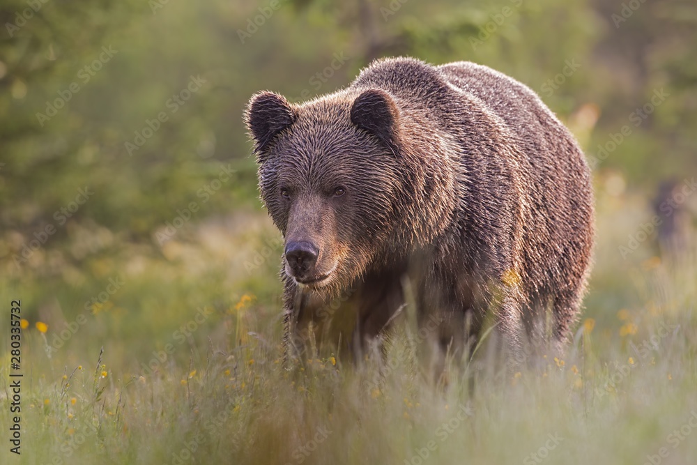 Dominant mammal male brown bear, Ursus arctos, standing on the meadow in the summer with blurred background. Frown wild animal gazing in front himself from low angle view with selective focus.