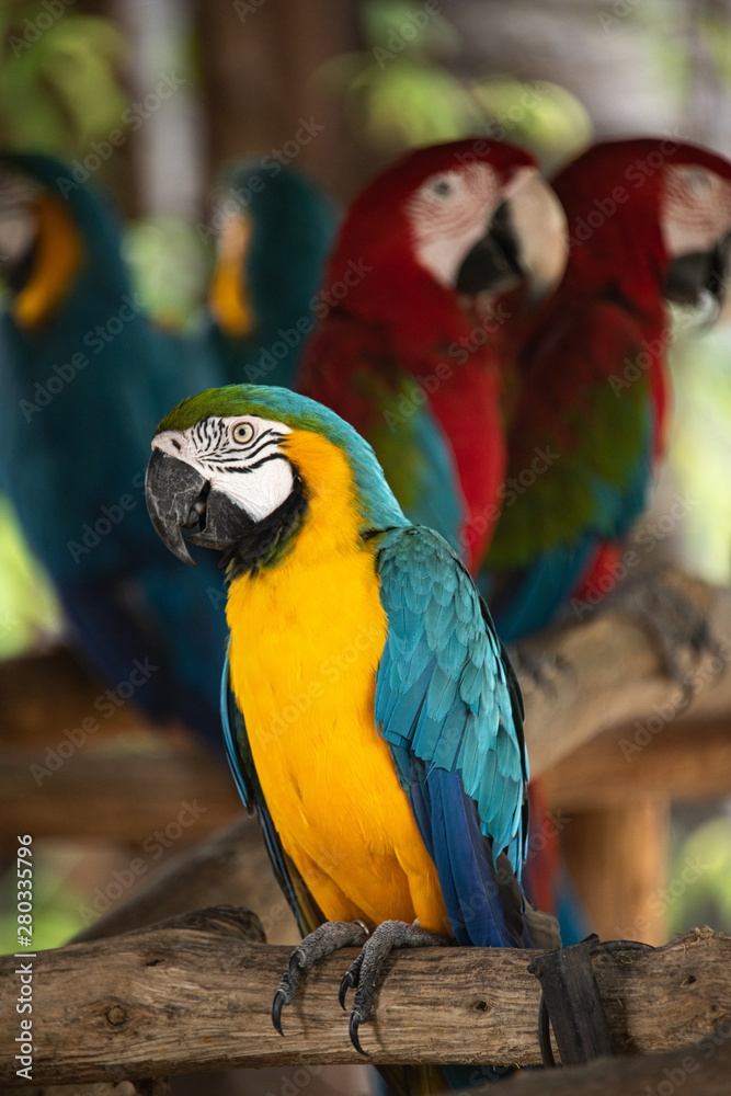 Beautiful group of red parrot Scarlet Macaws with blur nature background.