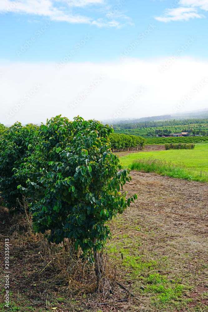 A coffee plantation in Kaanapali, Maui, Hawaii