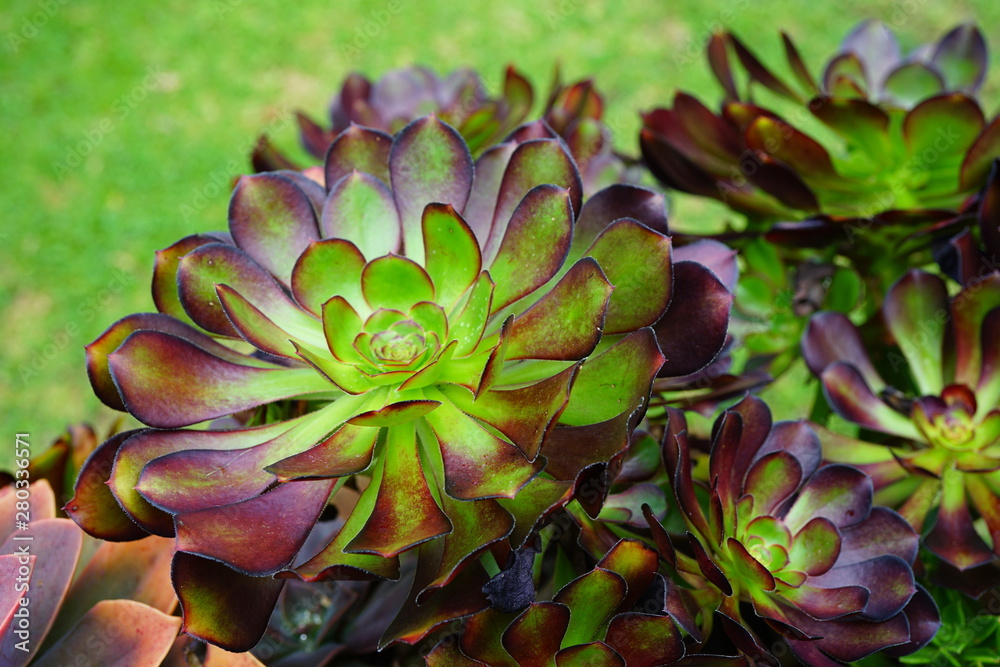 Green rosettes of succulent plants in a garden in Maui Green rosettes of succulent plants in a garden in Maui