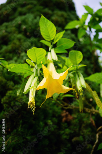 A yellow Angel’s Trumpet flowering plant (brugmansia)