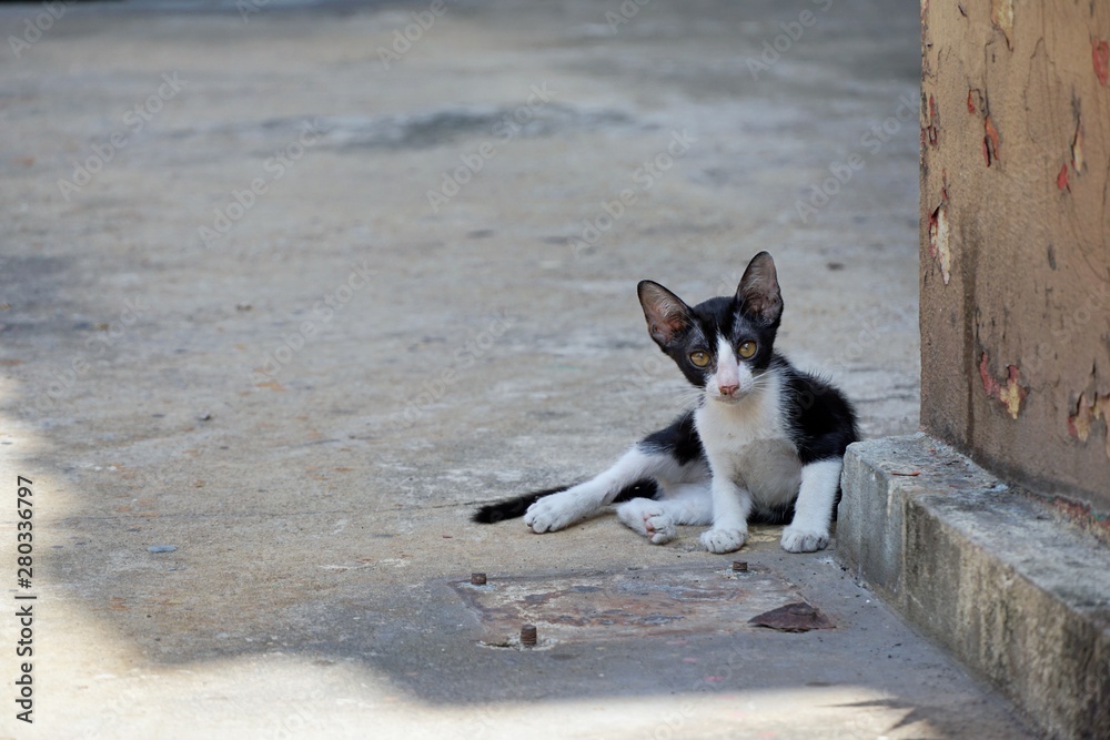 Homeless cat,  Cat of white mixed black color looking at camera are sitting on the floor in Thailand, Space for text in template