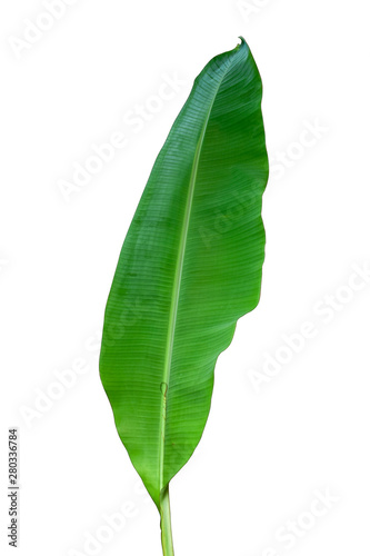 Green banana leaves placed on a white background