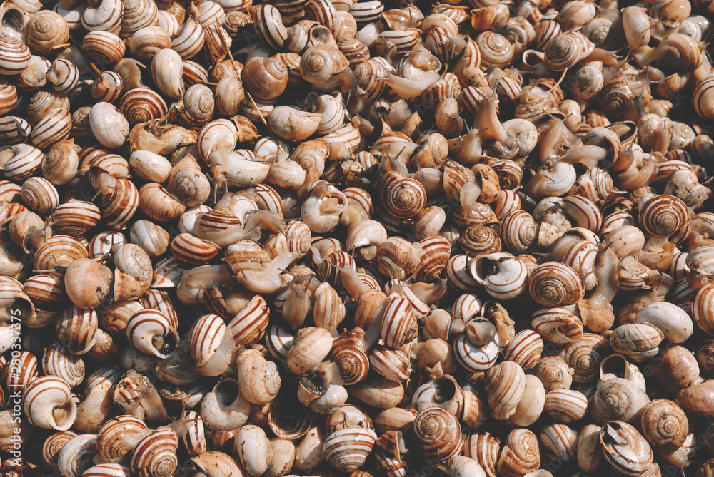 Raw snails. Organic Farming. Snail Farming. Suitable for food background. Raw snails. Organic Farming. Snail Farming. Suitable for food background.