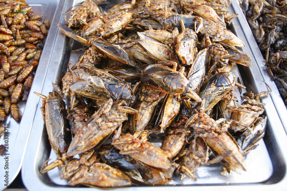 Thai Food. Fried Insect - Tak