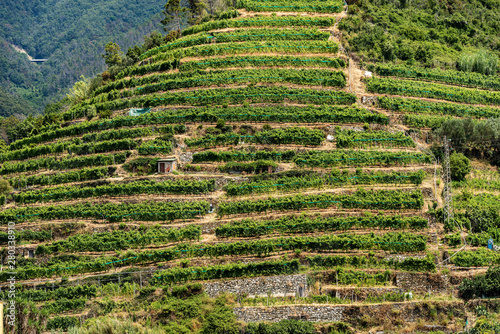 Terraced fields with green vineyards at summer, Vernazza, Cinque Terre, Liguria, Italy, Europe