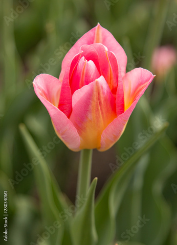 pink tulip with green leaves in the garden