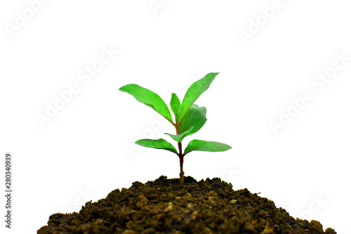 Young plant growing isolated on white background , new life growth ecology business financial progress concept ,Earth Day