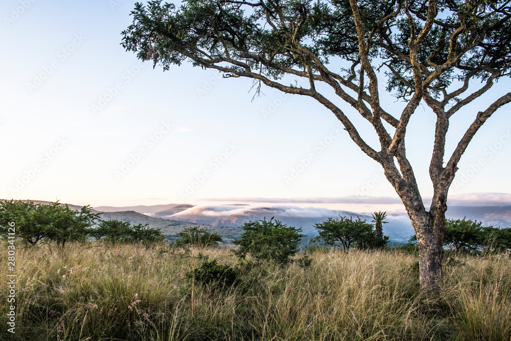 Dawn over the Zululand bushveld with a large tree and light mist Dawn over the Zululand bushveld with a large tree and light mist