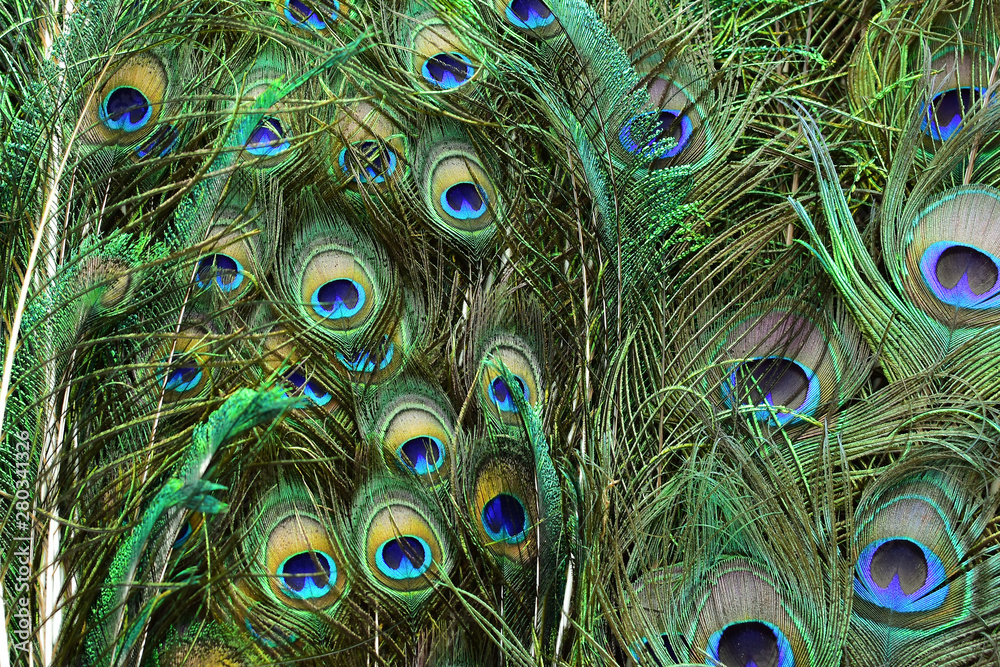 Obraz premium peacock feathers on a green background.vintage