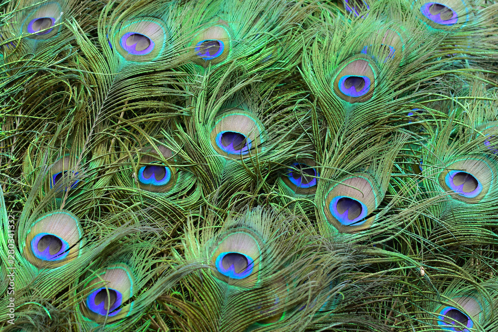 Fototapeta premium Background of peacock tail in bright colours (Shallow DoF)