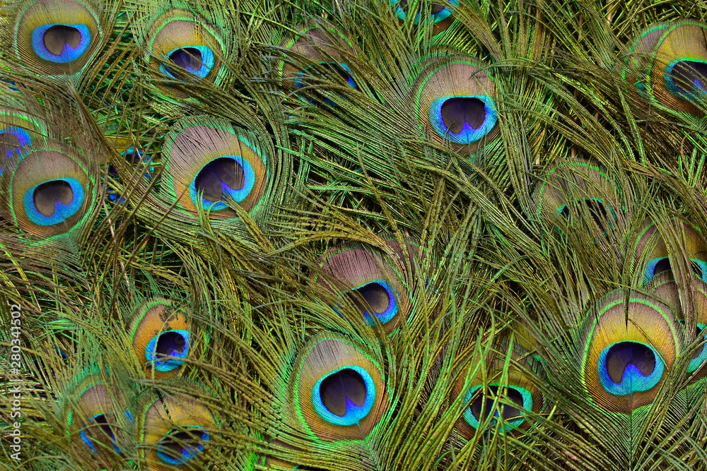 Fototapeta premium Background of peacock tail in bright colours (Shallow DoF)