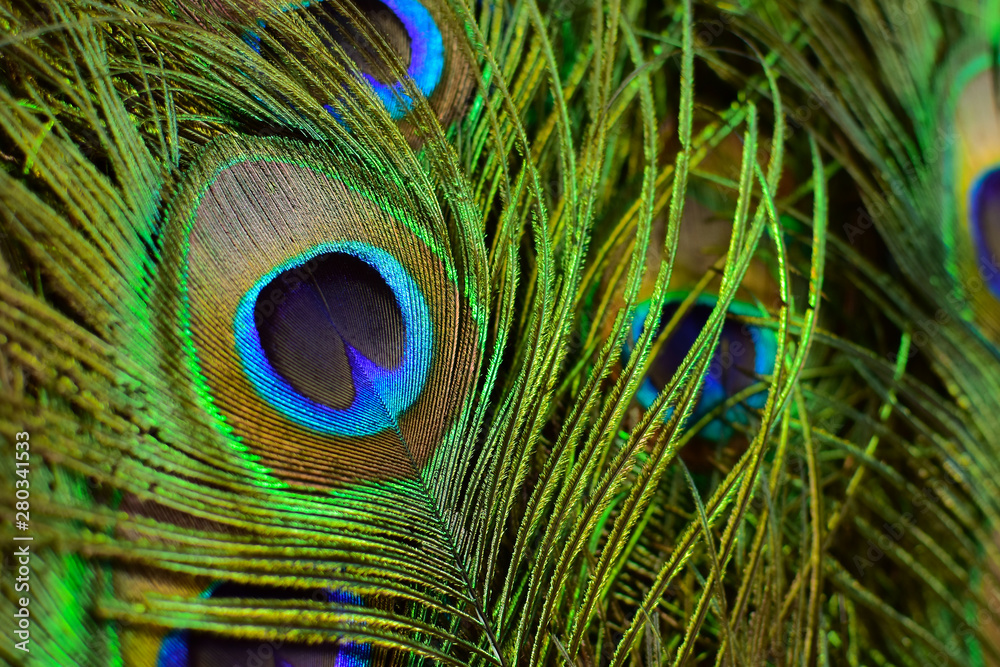 Obraz premium Colorful and Artistic Peacock Feathers. This is a macro photo of an arrangement of luminous peacock feathers.