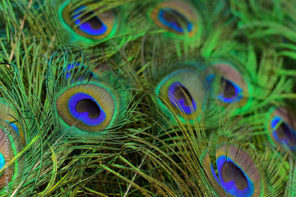 Naklejka premium Background of peacock tail in bright colours (Shallow DoF)