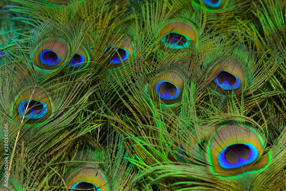 Fototapeta premium Background of peacock tail in bright colours (Shallow DoF)