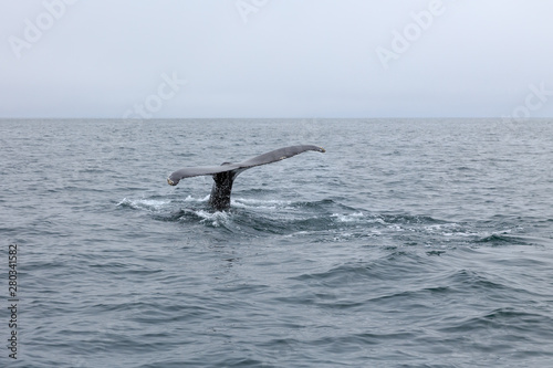 Tail fin of humpback whale on sea surface . Whale Watching. Husavik, Iceland. © geshas