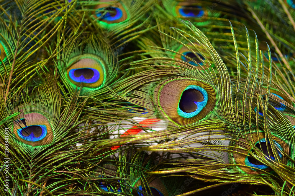 Fototapeta premium peacock feathers on a green background.vintage