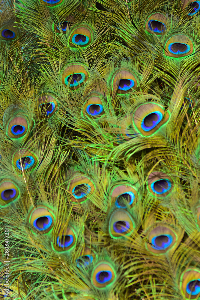 Obraz premium Colorful patterns of thousands of beautiful birds.