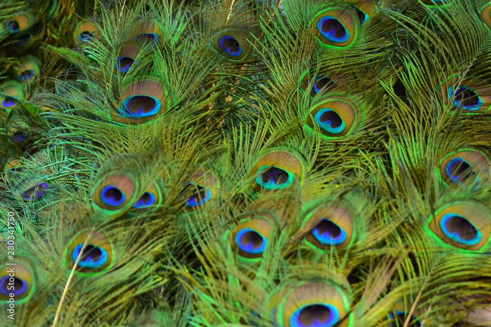 Obraz premium Beautiful peacock showing its beautiful feathers