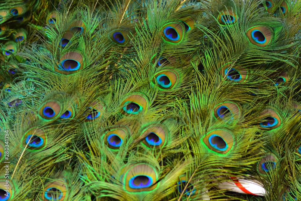 Fototapeta premium Colorful patterns of thousands of beautiful birds.